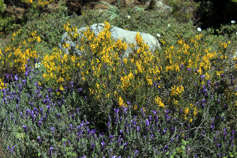 2016-05-05_114548 sardinien-2016.jpg - Wanderung im Monte-Limbara-Gebirge